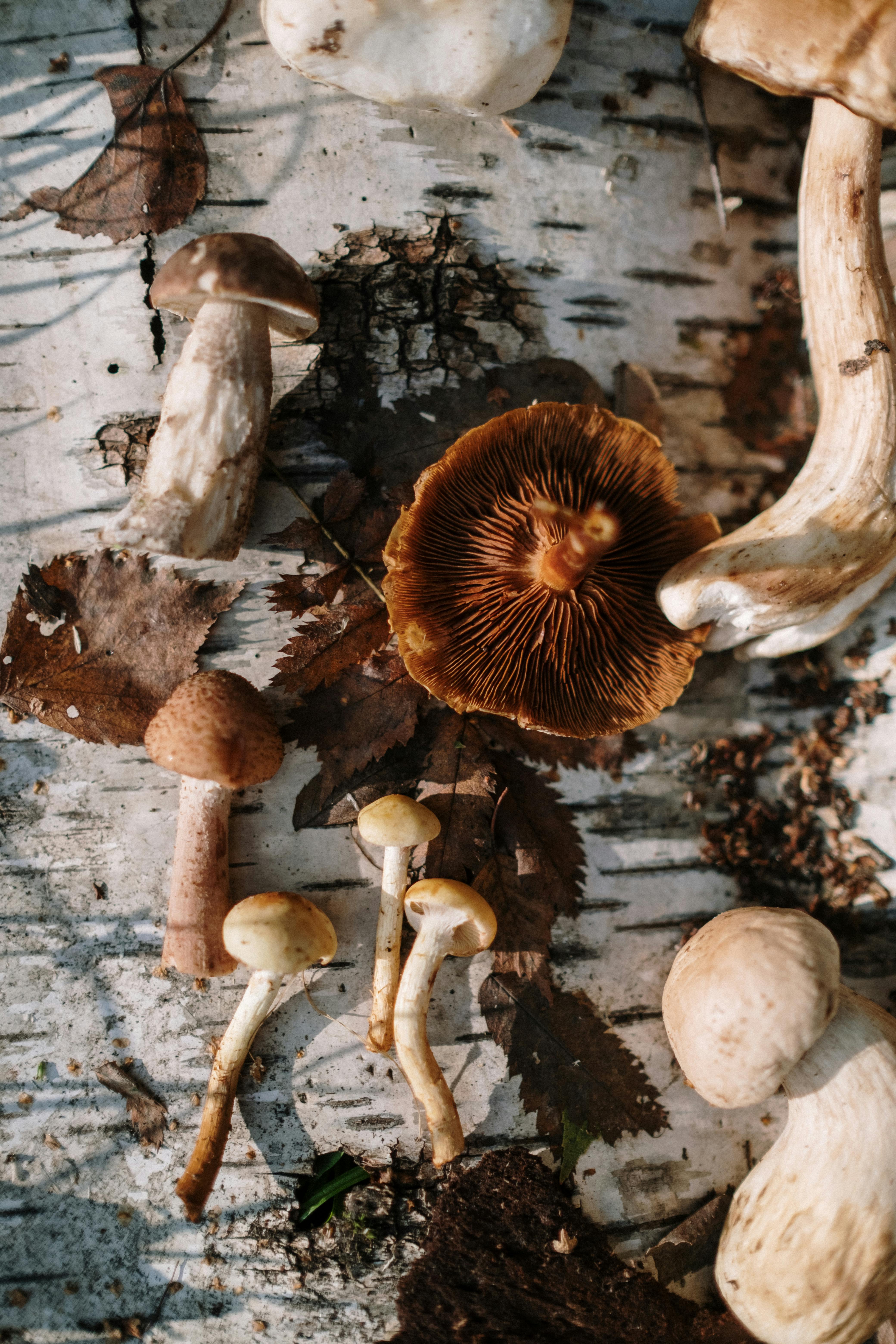 various mushrooms with one cap being shown from beneath